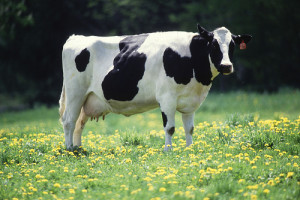 Animal genomics