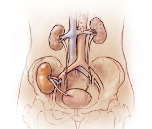 Renal Failure and Kidney Transplantation