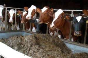 HEIFER REARING nutsand silage is the diet for these point of turnout youngstock