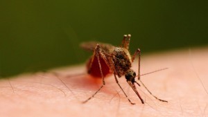 Zika Virus