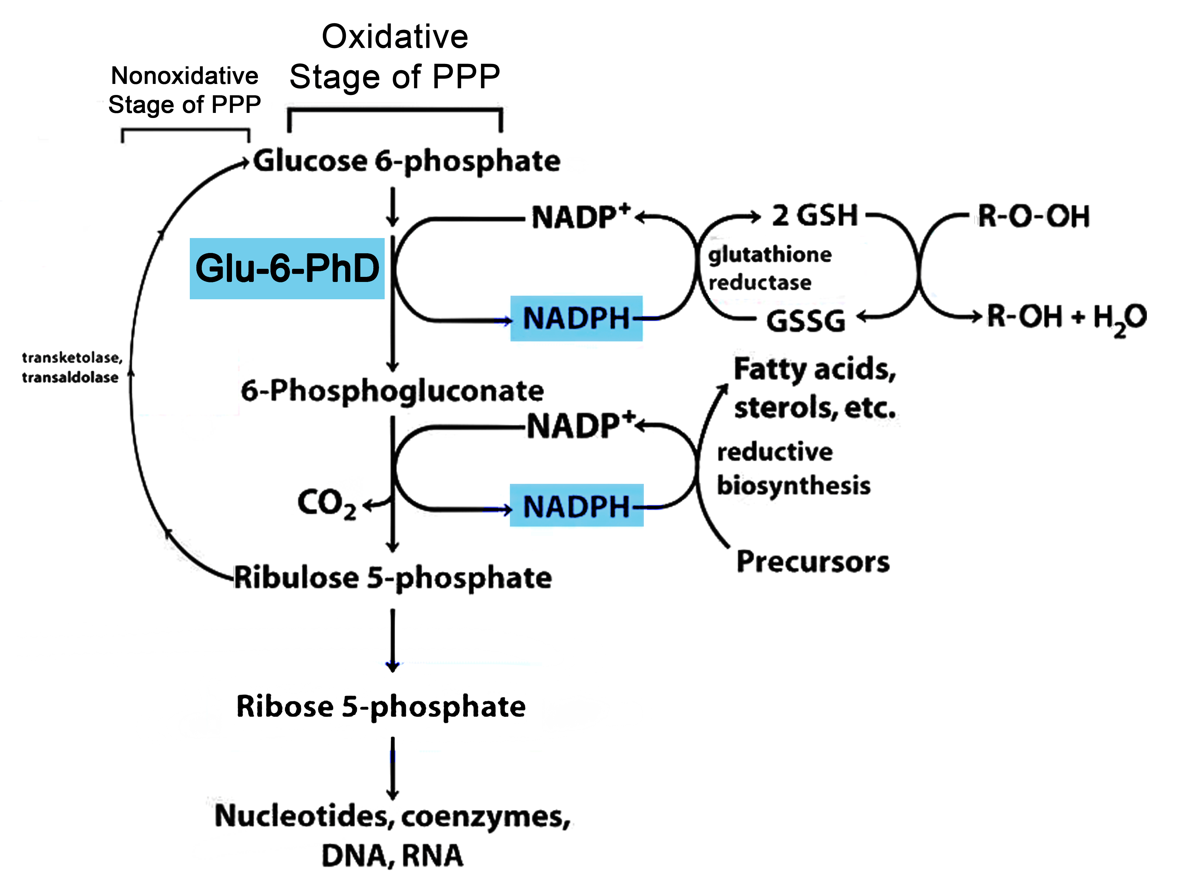 glucose 6 phosphate dehydrogenase function