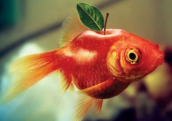 Genetically Modified Organisms - Avens Blog | Avens Blog Genetically Modified Organisms - Avens Blog | Avens Blog
