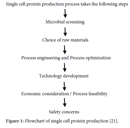 Protein Production Flow Chart